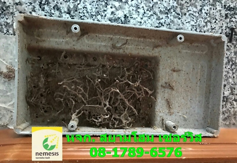 ถามราคาฉีดปลวก โคราช